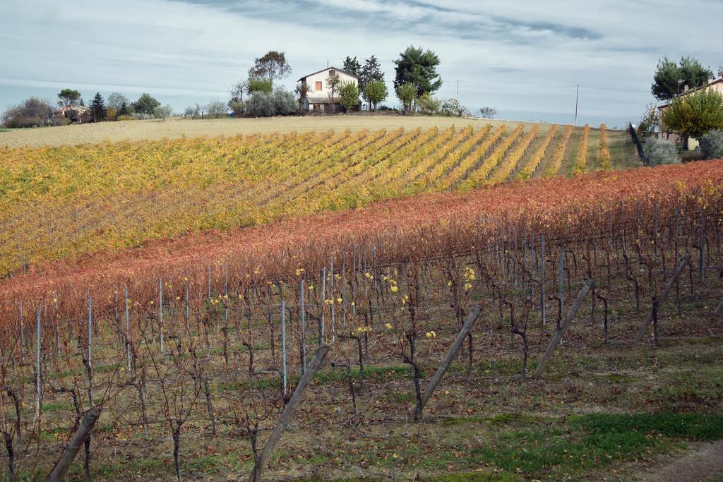 Agriturismo Al Rifugio Divino Belvedere Ostrense Eksteriør billede