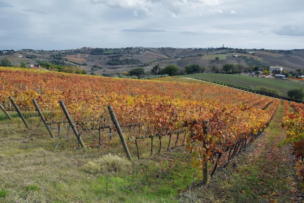 Agriturismo Al Rifugio Divino Belvedere Ostrense Eksteriør billede